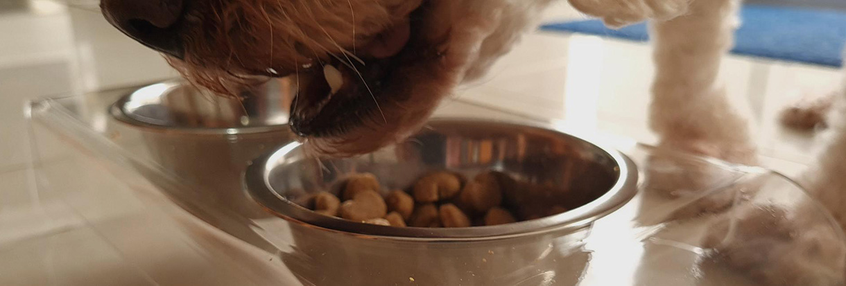 Cachorro comendo ração no comedouro elevado